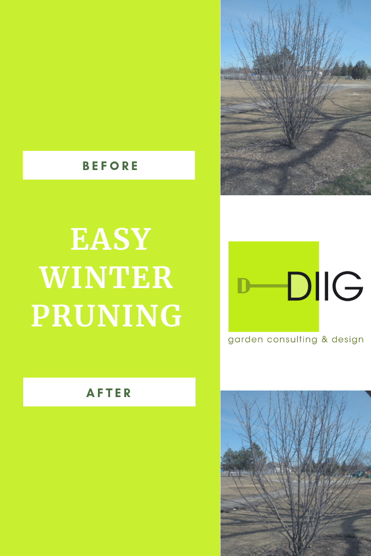 diiginc-winter-pruning
